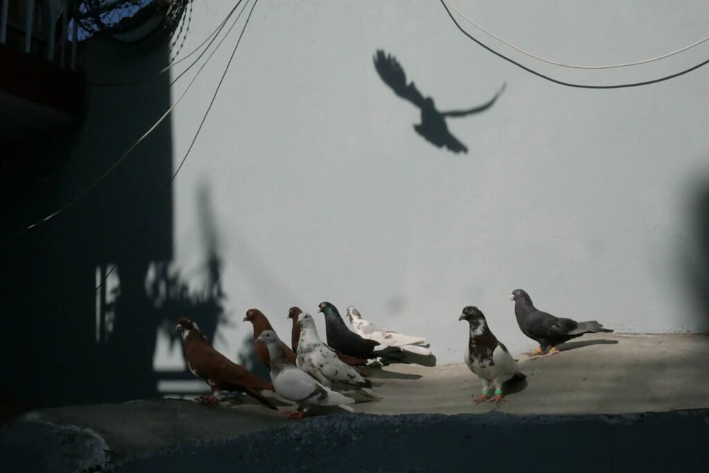 Return Flight: Why Kabul Is a Perfect Location to Fly Pigeons