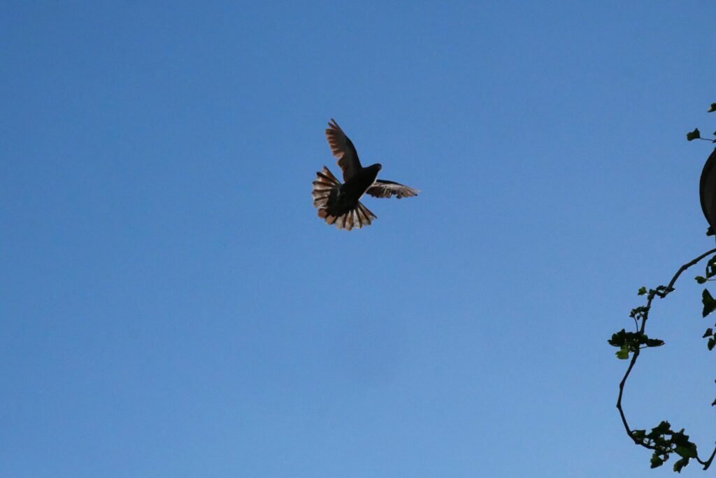 Return Flight: Why Kabul Is a Perfect Location to Fly Pigeons