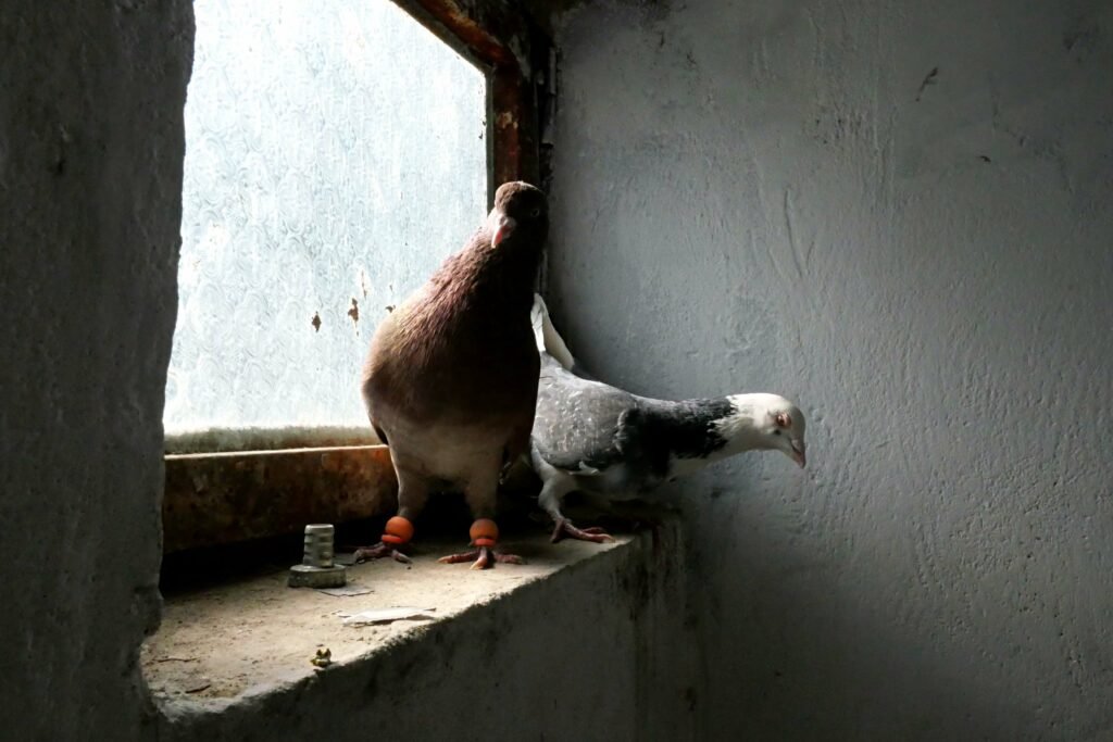 Return Flight: Why Kabul Is a Perfect Location to Fly Pigeons