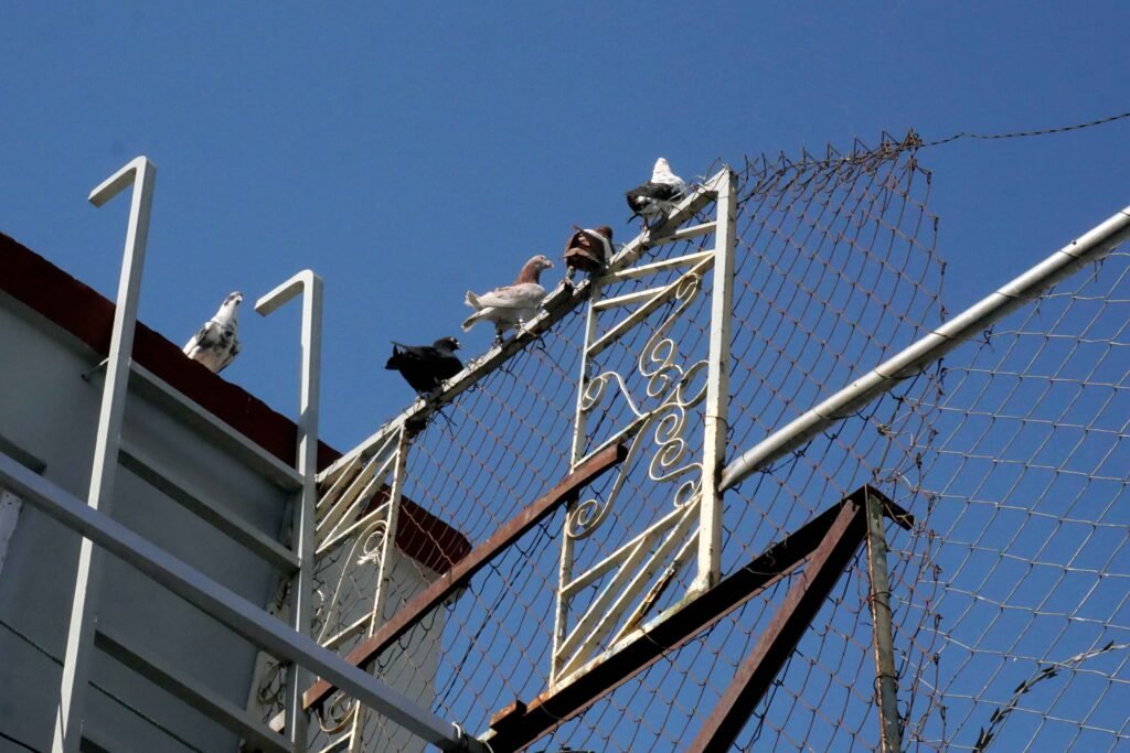 Return Flight: Why Kabul Is a Perfect Location to Fly Pigeons