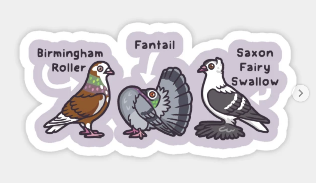 three cartoon birds with the text "birmingham roller, fantail, saxon fairy swallow"