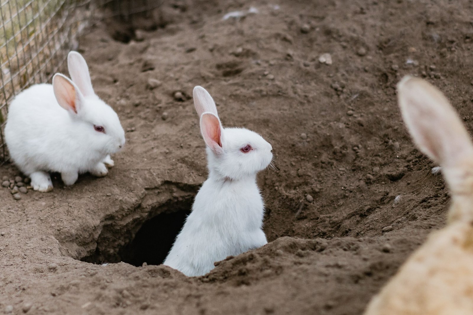 two white bunnies, one sitting on the dirt, the other peeking out of a hole in the ground. 