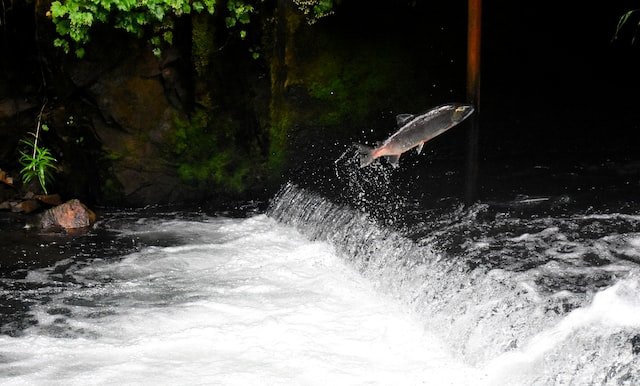 A photo of a single salmon, suspending in midair as it jumps upstream, swimming toward its spawning grounds. (It's relevant, we promise.)